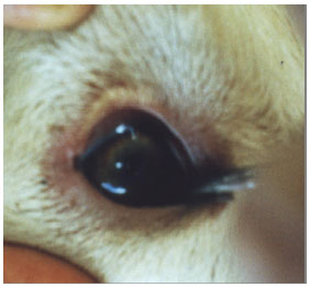 Image for - A Case Report of Atypic Chronic Superficial Keratitis (Pannus) in a Sheepdog