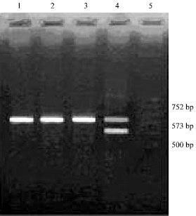 Image for - PCR-Based Detection of Yersinia ruckeri Infection in Rainbow Trout Fish