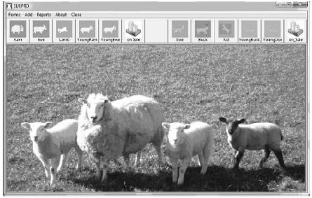 Image for - Automation of Flock Management and Establishment of Decision Support Systems for Small Ruminant Production
