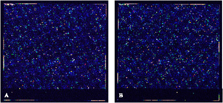 Image for - Transcriptional Profiling of Spleen Lymphocyte in Fowl Typhoid of Broilers