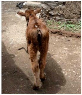 Image for - The Case Report of Taillessness in Iranian Female Calf (A Congenital Abnormality)