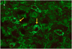 Image for - Detection of Avian Influenza Virus Antigen in Chicken Tissues Following Intranasal Inoculation