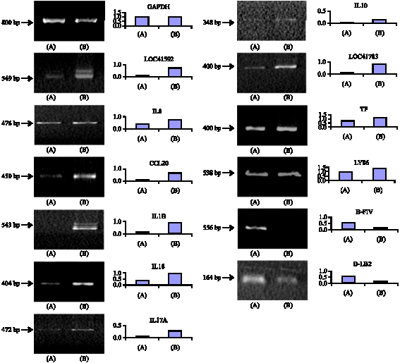 Image for - Transcriptional Profiling of Spleen Lymphocyte in Fowl Typhoid of Broilers