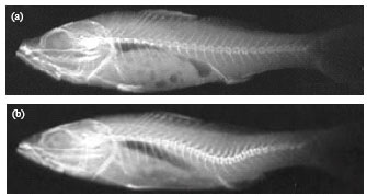 Image for - Is it Possible to Transform Hatchery-Reared Abnormal Juveniles of Sea Bass (Dicentrarchus labrax L. 1758) into Normal Individuals?