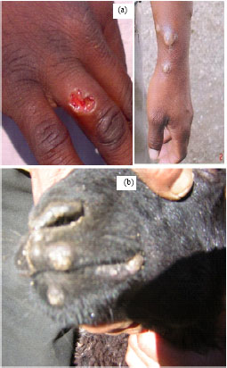 Image for - Viral Zoonosis: A Comprehensive Review
