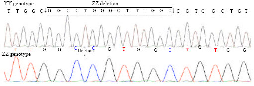 Image for - A Novel 15 bp Deletion Mutation at KAP16.5 Locus in Cashmere Goat of China