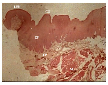 Image for - A Microscopic Study of lingual Papillae in Iranian Buffalo (Bubalus bubalus)