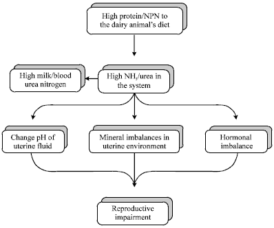 Image for - Evaluation of Milk Urea Concentration as Useful Indicator for Dairy Herd Management: A Review