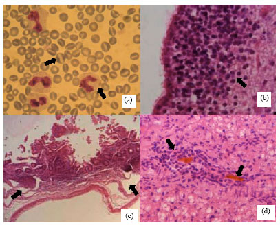 Image for - Stomatocytosis in the Ruminant: A First Report