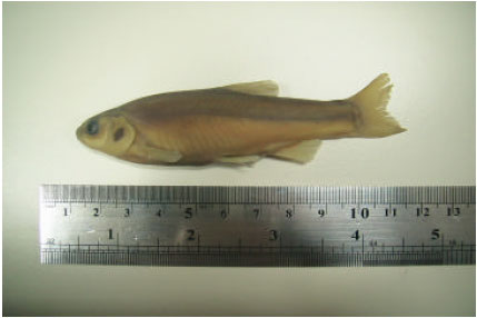 Image for - A Review and New Locality of Threatened Fish, Pseudophoxinus anatolicus (Hanko, 1924) (Cyprinidae) From Anatolia