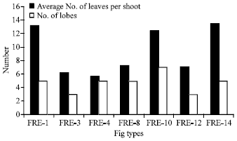 Image for - A Study on Selection and Identification of Table Fig Types in East Edge of Firat River