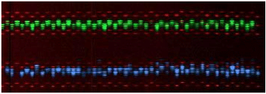 Image for - Mapping of Quantitative Trait Loci for Hematological Traits on Pig Chromosome 10