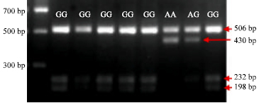 Image for - Association Analysis between the Polymorphism of the SLC11A1 Gene and Immune Response Traits in Pigs