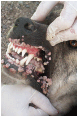 what causes oral papilloma in dogs