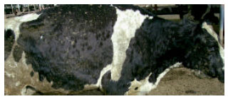 Image for - An Outbreak of Lumpy Skin Disease in a Holstein Dairy Herd in Oman: A Clinical Report