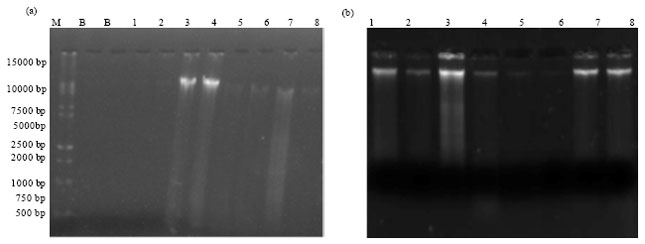 Image for - Rapid Salt-Extraction of Genomic DNA from Formalin-Fixed Toad and Frog Tissues for PCR-Based Analyses