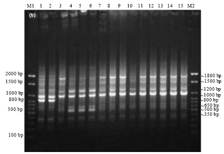 Image for - Epidemiological Characterization of Salmonella gallinarum Isolates of Poultry Origin in India, Employing Two PCR Based Typing Methods of RAPD-PCR and PCR-RFLP