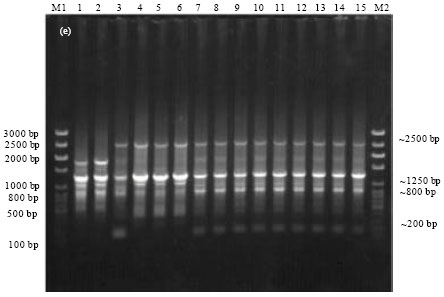 Image for - Epidemiological Characterization of Salmonella gallinarum Isolates of Poultry Origin in India, Employing Two PCR Based Typing Methods of RAPD-PCR and PCR-RFLP
