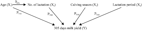 Image for - Path Analysis for Milk Yield Characteristics in Jersey Dairy Cows