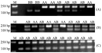 Image for - A Deletion is Associated with Cy Mutant Chromosome in Drosophila melanogaster