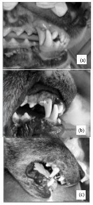 Image for - Comparison of the Efficacy of Gutta-percha and Thermafil in Endodontic Treatment in Dogs