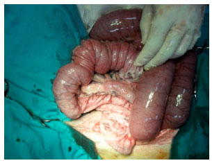 Image for - Double Intussusception in Dog