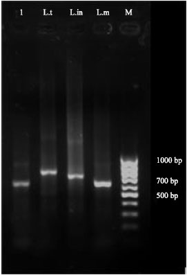 Image for - Leishmania major in Tatera indica in Fasa, Southern Iran: Microscopy, Culture, Isoenzyme, PCR and Morphologic Study