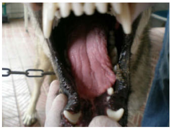 Image for - The Efficacy of Tarantula cubensis Extract (Theranekron) in Treatment of Canine Oral Papillomatosis