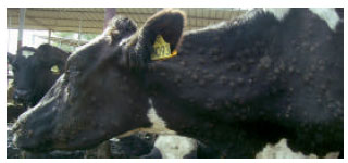 Image for - An Outbreak of Lumpy Skin Disease in a Holstein Dairy Herd in Oman: A Clinical Report