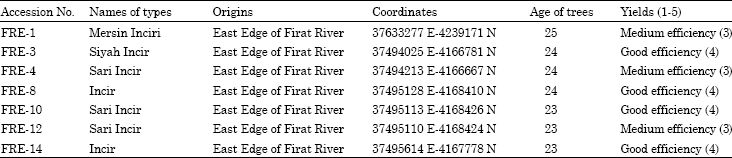 Image for - A Study on Selection and Identification of Table Fig Types in East Edge of Firat River