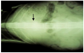 Image for - Treatment of Spinal Luxation in Cat