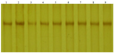 Image for - Conserved Exon 2 but a Highly Polymorphic 5’-UTR of Tyrosinase Gene in Tianzhu White Yak (Bos grunniens)