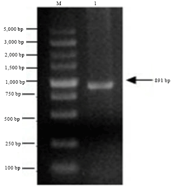 Image for - Cloning, Expression and Purification of Recombinant Envelope Protein VP36A of White Spot Syndrome Virus