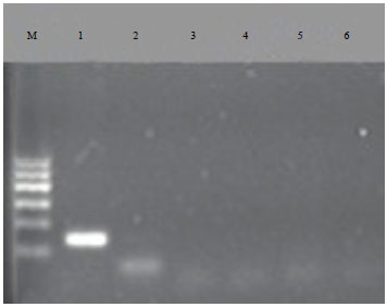 Image for - Detection of Mink (Mustela vison) DNA in Meat Products using Polymerase Chain Reaction PCR Assay