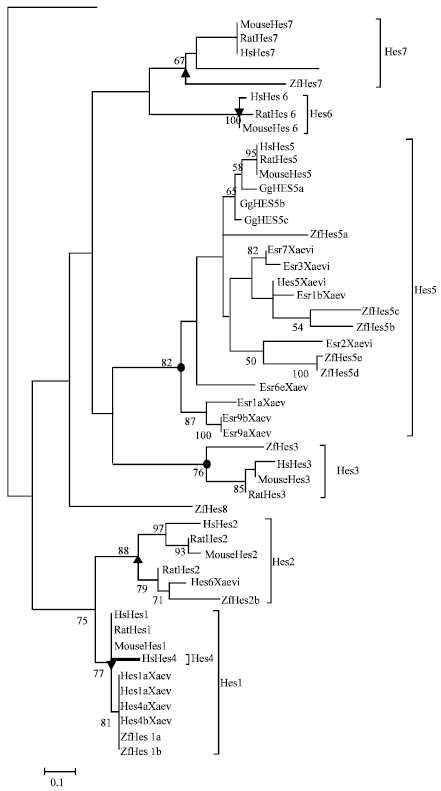 Image for - Phylogenetic and Evolutionary Analyses of the Animal Hairy and Enhancer of Split Basic Helix-loop-helix Transcription Factors