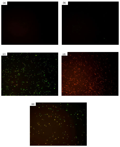 Image for - Assessment of Salmonella enteritidis Viability in Egg White during Early Incubation Stages by Fluorescent Staining Method