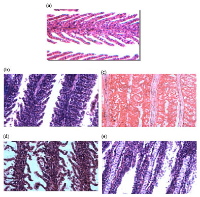 Image for - Histological Changes Induced by Ammonia and pH on the Gills of Fresh Water Fish Cyprinus carpio var. communis (Linnaeus)