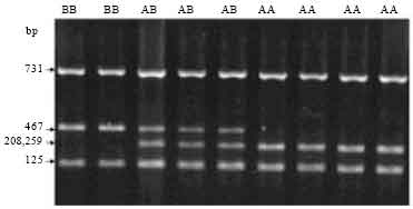 Image for - PCR-RFLP of the Ovine Calpastatin Gene and its Association with Growth