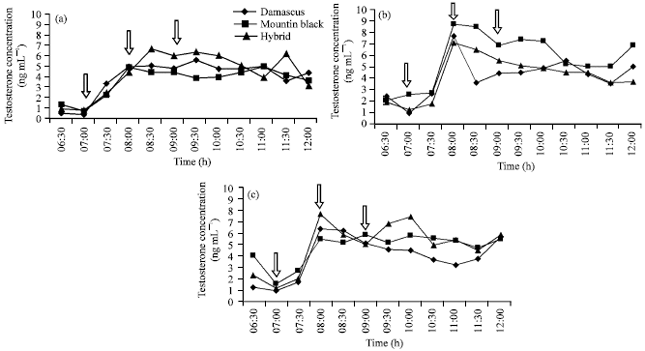 Image for - Study of Testosterone Concentrations during Breeding Season of Two Breeds of Goat Bucks and their Crossbred Under Exogenous GnRH Treatments