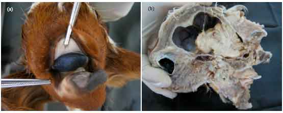 Image for - Multiple Congenital Cephalic Defects in a Calf