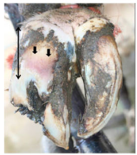 Image for - Occurrence of Vertical Fissure (Sand Crack) in a Holstein Heifer: A Case Report