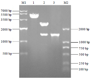 Image for - Cloning, Identification and Molecular Characteristics Analysis of p1 Gene of Yersinia ruckeri isolated from Channel Catfish (Ictalurus punctatus)