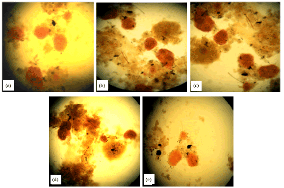 Image for - On the Benefit of Pure Glycyrrhizic Acid on the Function and Metabolic Activity of Isolated Pancreatic Langerhans Islets in vitro