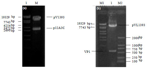 Image for - High Expression of Type O FMDV Target Protein by Gene Replacement in Baculovirus Expression Vector System