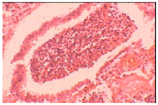 Image for - Isolation, Characterization and Antibiogram of Mycoplasma bovis in Sheep Pneumonia