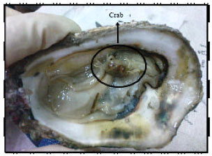 Image for - Parasites of Slipper-cupped Oyster Crassostrea iredalei from Pulau Betong, West Coast of Penang, Malaysia
