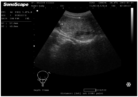 Image for - Trans-abdominal Intra-prostatic Injection of Ethanol and Oxytetracycline HCl under Ultrasonographic Guidance as a New Approach for Treatment of Benign Prostatic Hyperplasia in Dogs