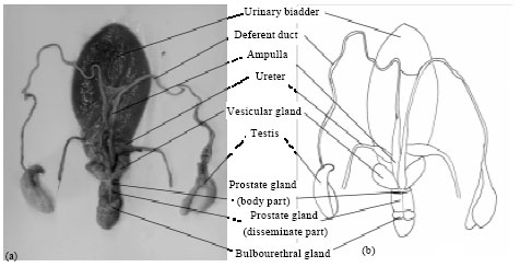 Image for - Observation of Male Reproductive Organ in Korean Water Deer (Hydropotes inermis argyropus)