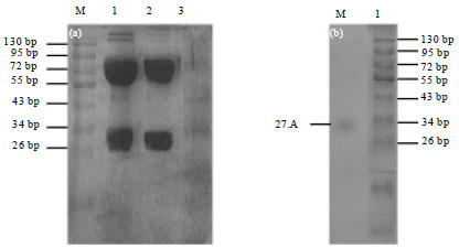 Image for - High Expression of Type O FMDV Target Protein by Gene Replacement in Baculovirus Expression Vector System