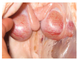 Image for - Comparative and Pathological Study of the Testis and Epididymis in Rams, Bucks and Bulls of Algeria